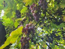 Działka rod Skawina. Zdjęcie 2