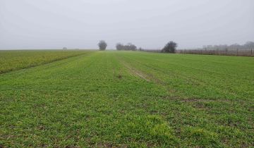 Działka rolna Nowy Lubosz