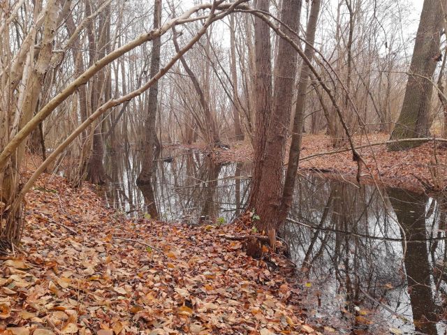 Działka budowlana Gronów. Zdjęcie 1