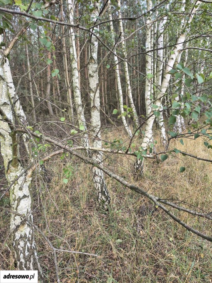 Działka leśna Łobzowiec. Zdjęcie 3