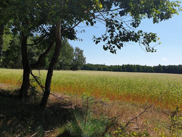 Działka siedliskowa Lipinki Omszana. Zdjęcie 1