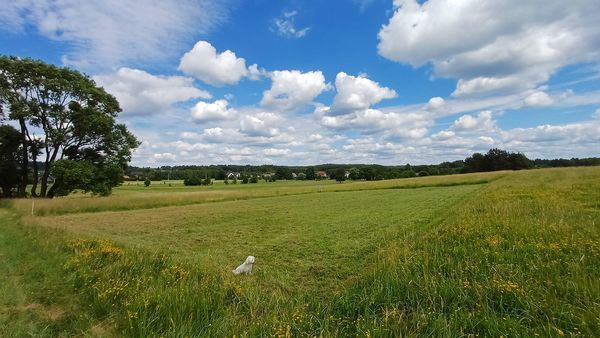 Działka budowlana Dobrzyniewo Duże, ul. Wierzbowa