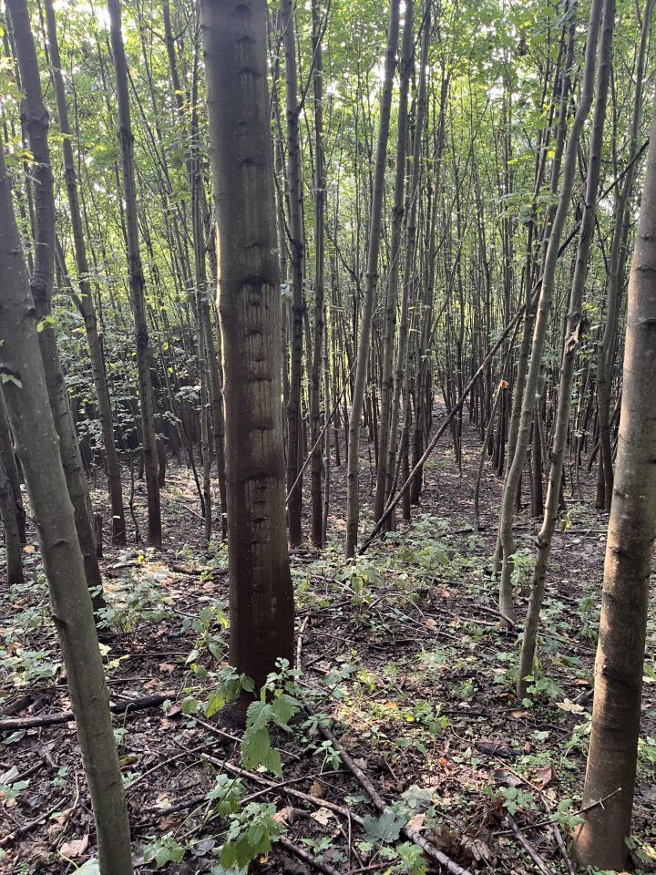 Działka leśna Zagórze Świtałówka. Zdjęcie 3