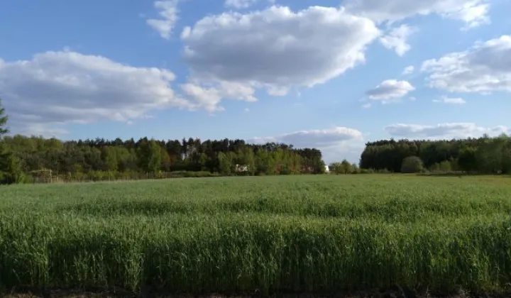 Działka inwestycyjna Młodzieszyn