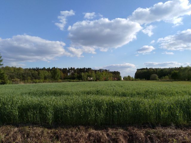 Działka inwestycyjna Młodzieszyn