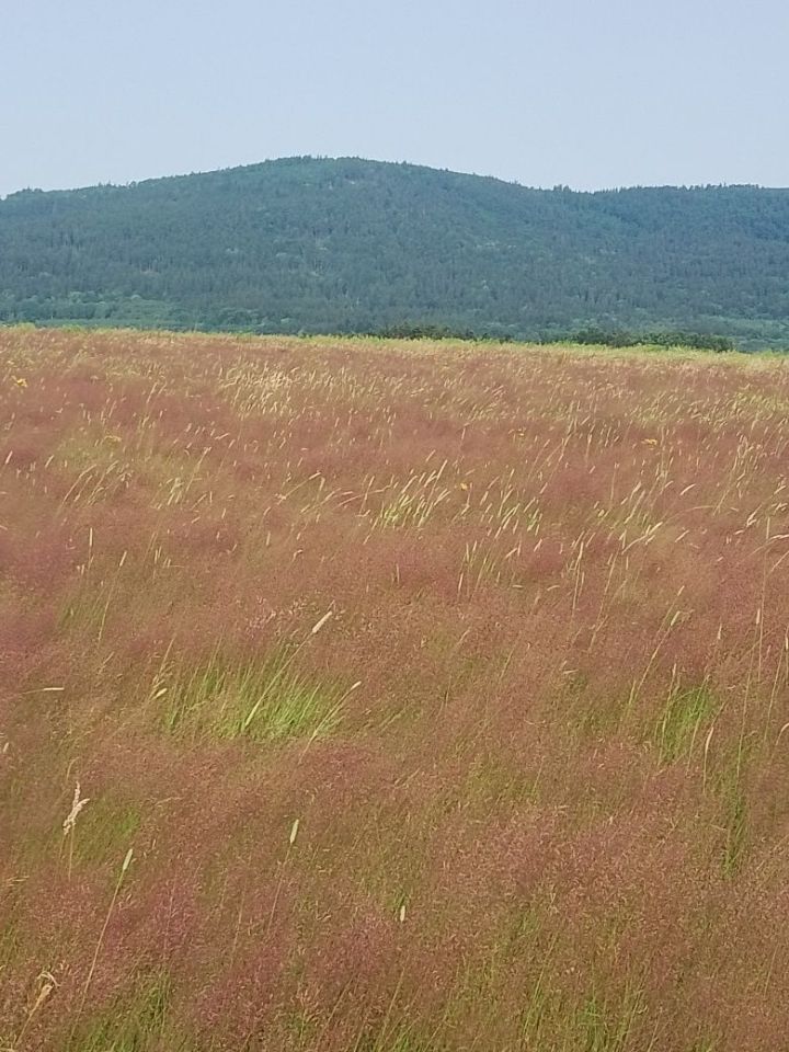 Działka rolna Ponikwa. Zdjęcie 3