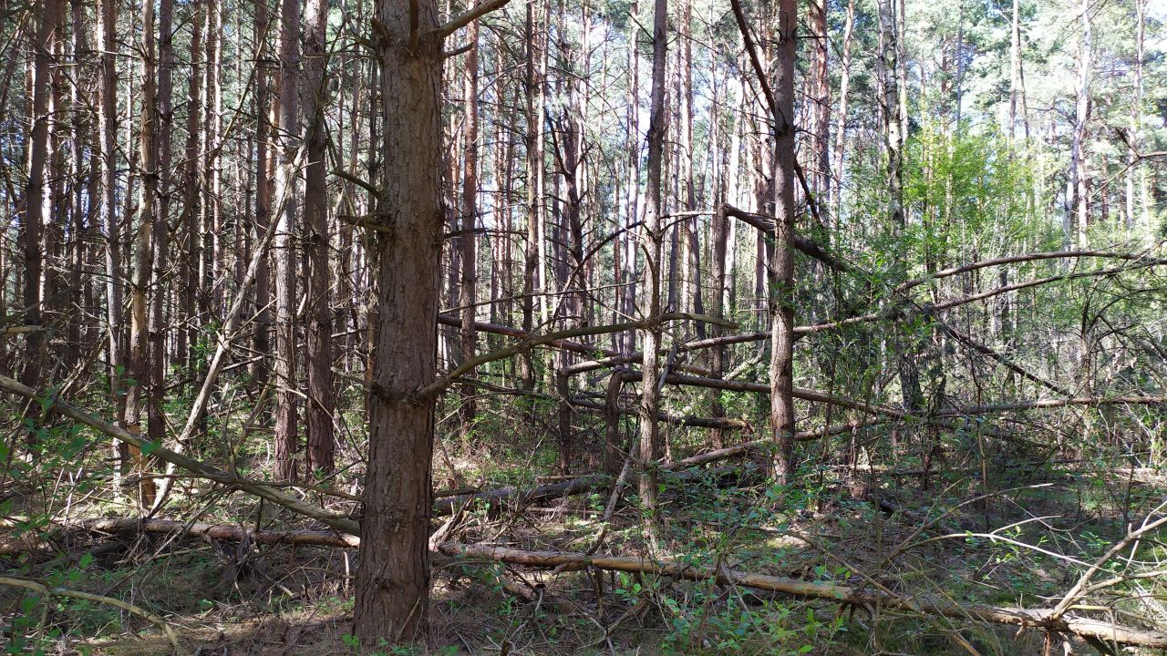 Działka leśna Bocheniec. Zdjęcie 7