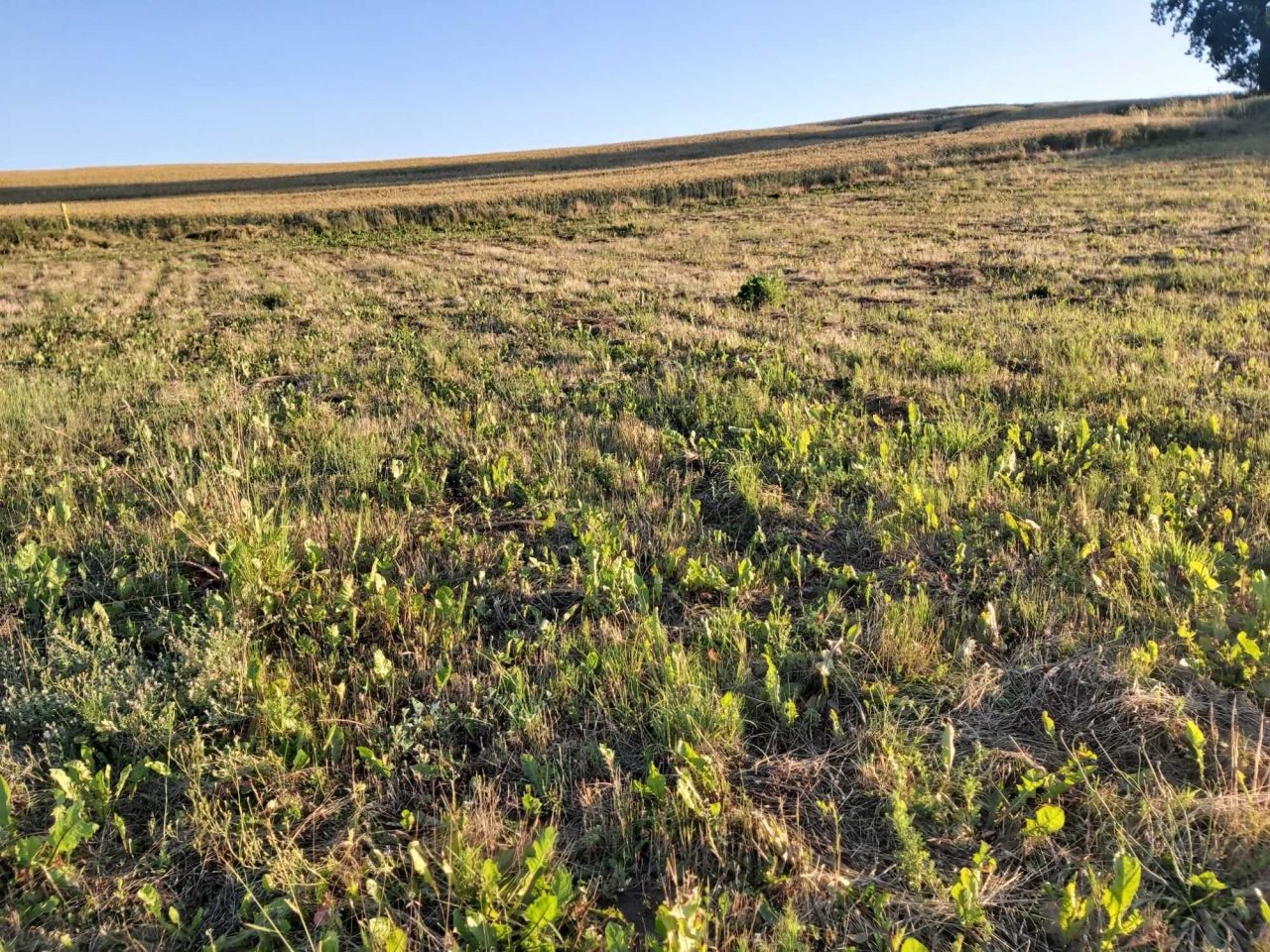 Działka budowlana Marcelin. Zdjęcie 4