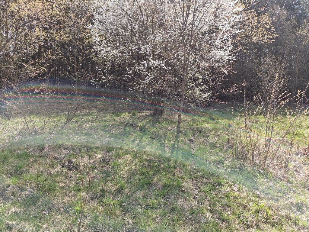 Działka rolno-budowlana Pogorzelec. Zdjęcie 5