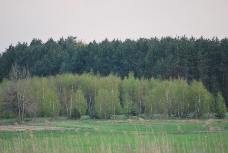 Działka budowlana Cyganka, ul. Szkolna. Zdjęcie 2