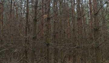 Działka leśna Krasowo-Częstki