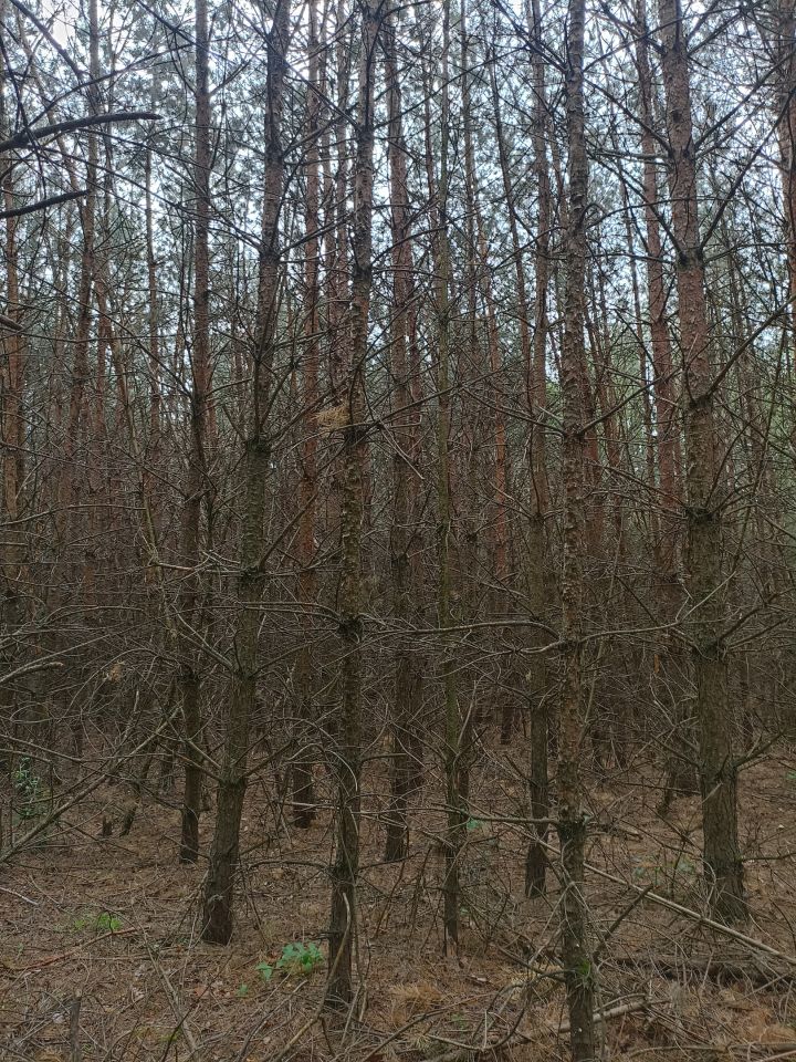 Działka leśna Krasowo-Częstki. Zdjęcie 2