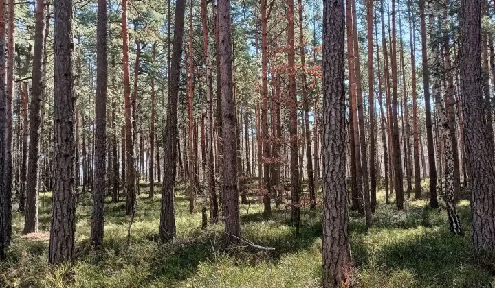 Działka budowlana Żarki-Letnisko, ul. Poranna