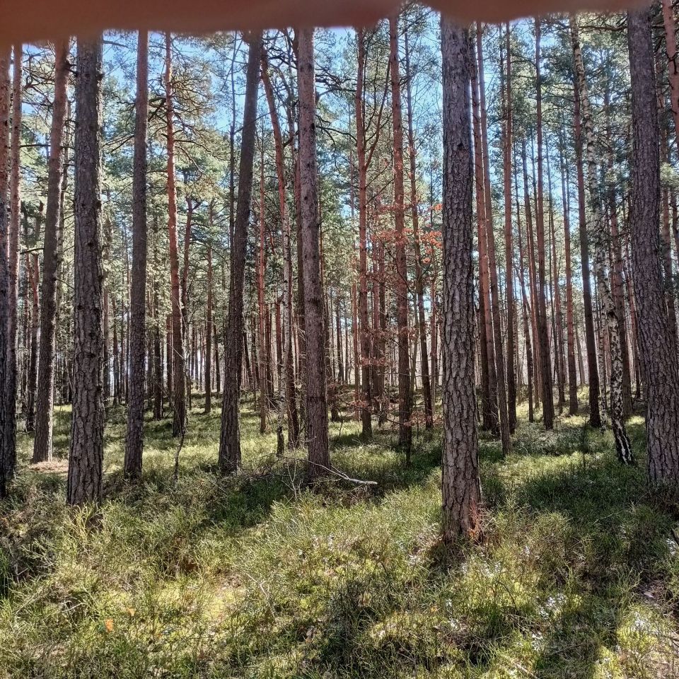 Działka budowlana Żarki-Letnisko, ul. Poranna. Zdjęcie 1