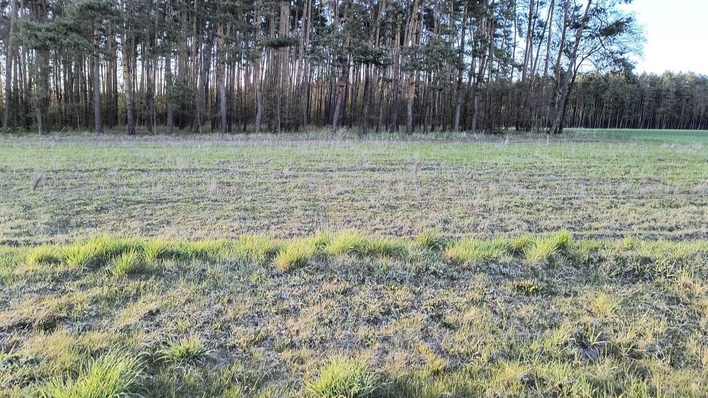 Działka budowlana Zborowskie. Zdjęcie 1