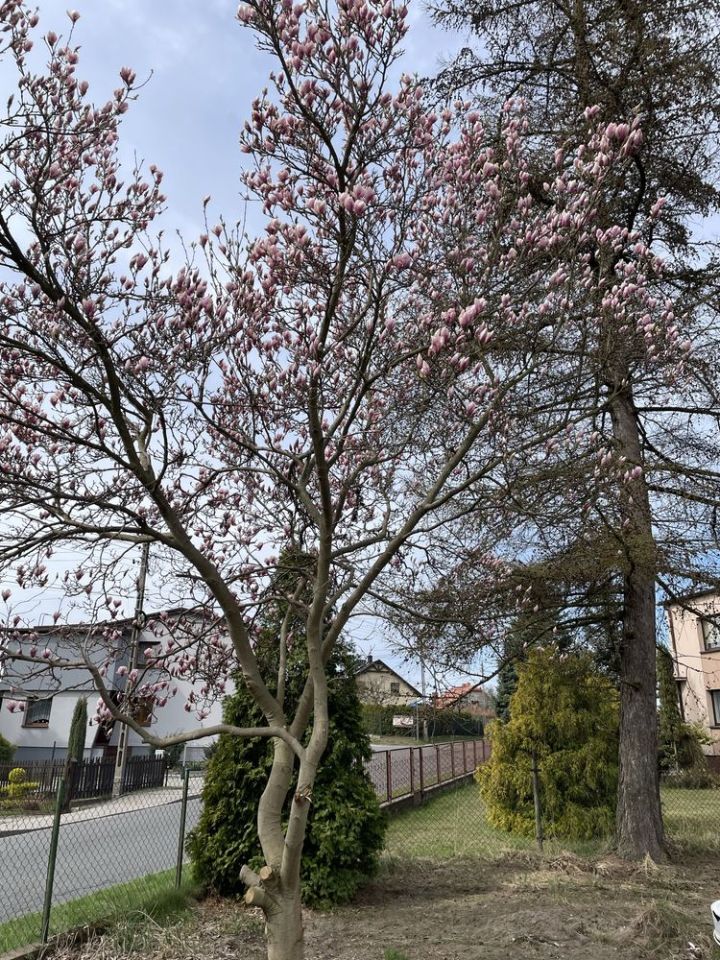 Działka budowlana Palowice. Zdjęcie 2