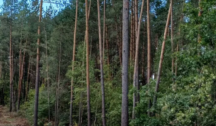 Działka leśna Rutki-Nowiny