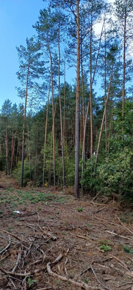 Działka leśna Rutki-Nowiny