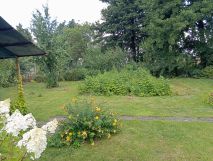 Działka rod Wieluń, ul. Elizy Orzeszkowej. Zdjęcie 1