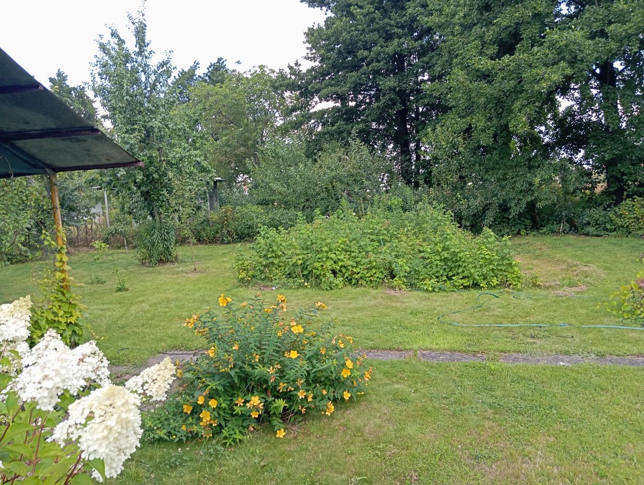 Działka rod Wieluń, ul. Elizy Orzeszkowej. Zdjęcie 2