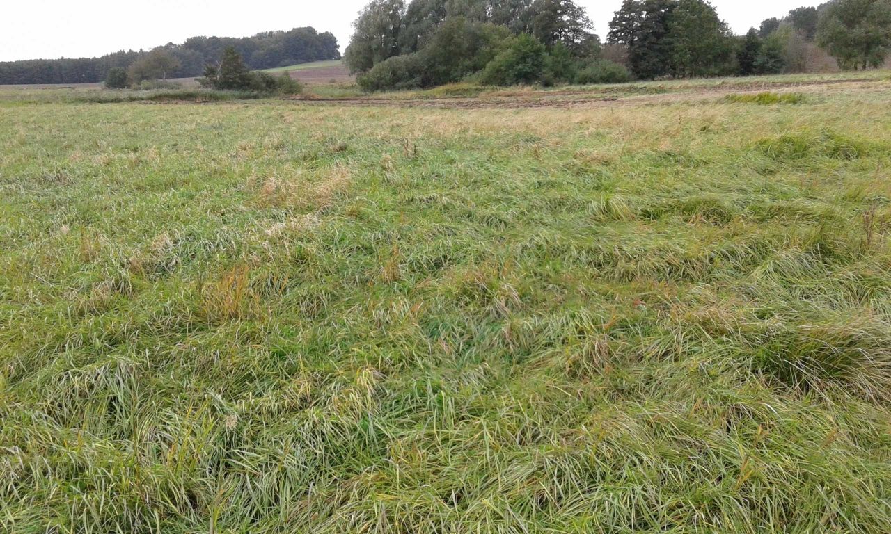 Działka rolna Strzebielino. Zdjęcie 2