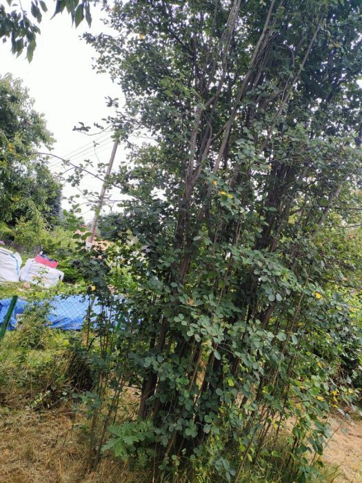 Działka rod Gdańsk Jasień, ul. Źródlana. Zdjęcie 5