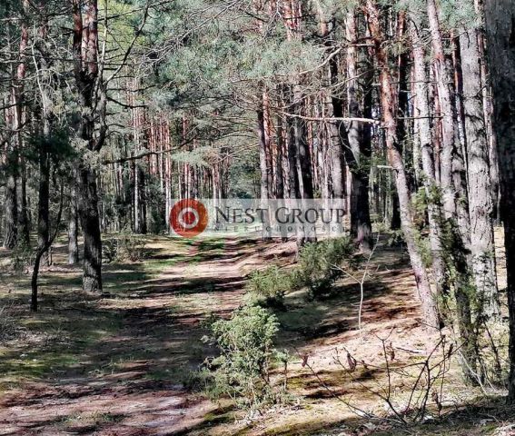 Działka leśna Gilówka Dolna. Zdjęcie 8