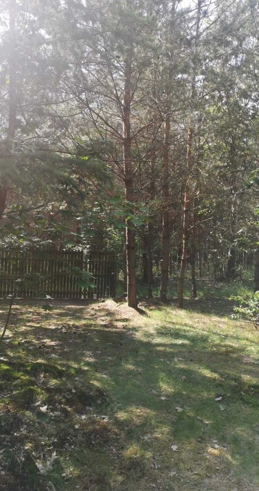 Działka rolna Rogóźno. Zdjęcie 3