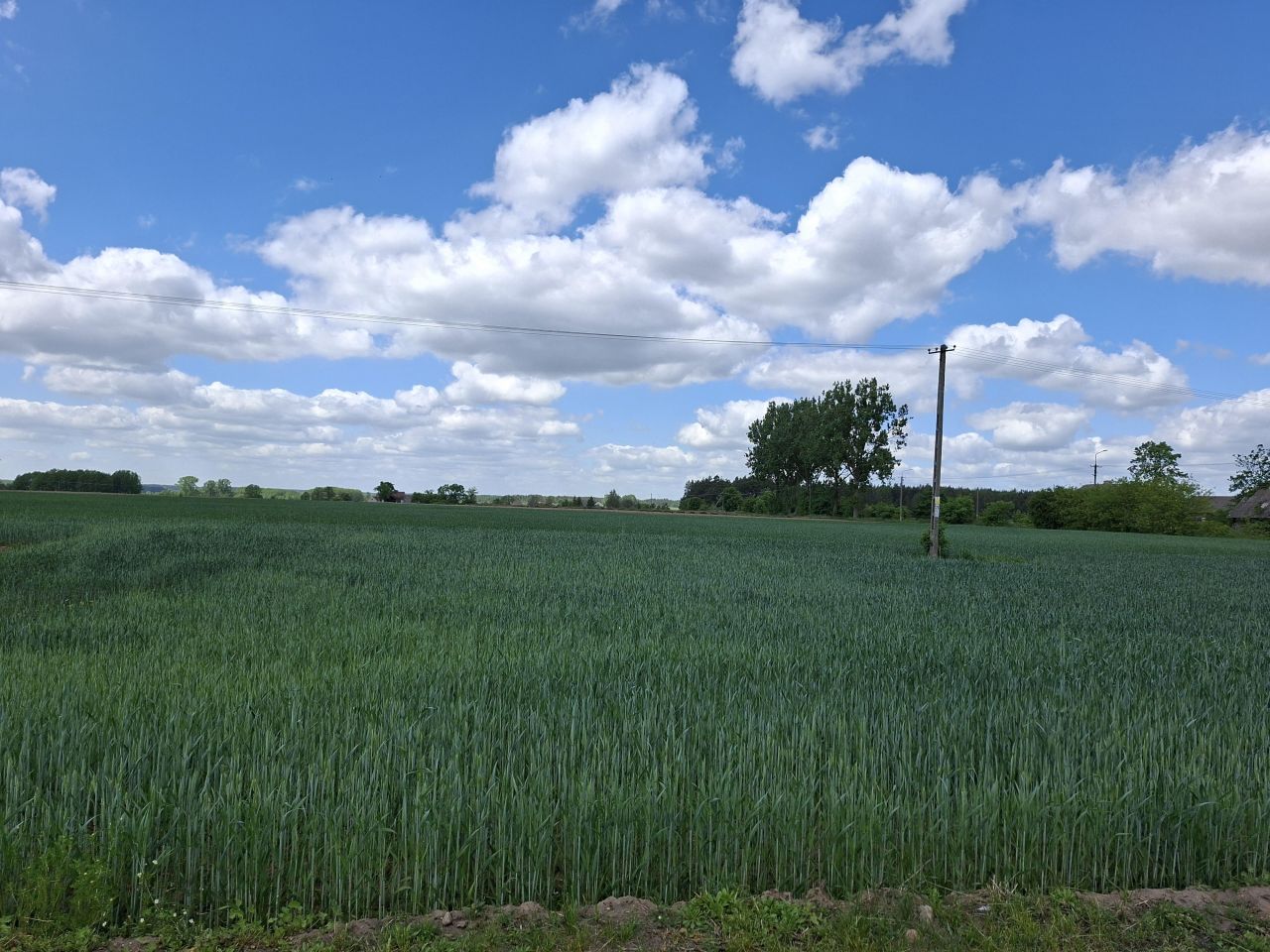 Działka rolno-budowlana Białaszewo-Kolonia, Białaszewo kolonia. Zdjęcie 6