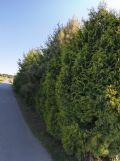 Działka budowlana Bogdaszowice. Zdjęcie 2