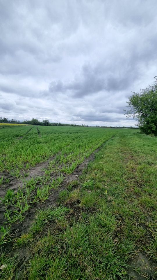 Działka rolna Żuków. Zdjęcie 7