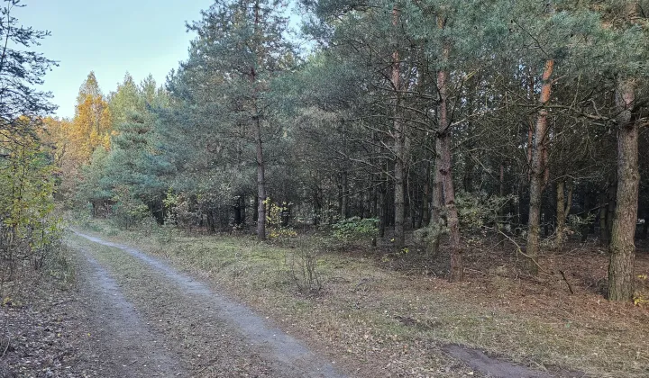 Działka rolna Bieniewiec, ul. Dziewicza