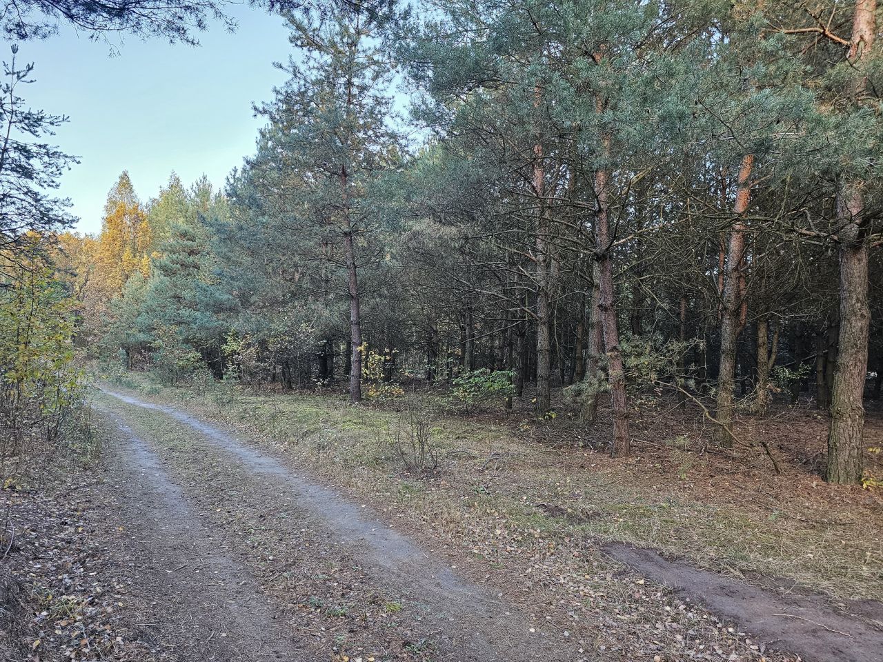 Działka rolna Bieniewiec, ul. Dziewicza