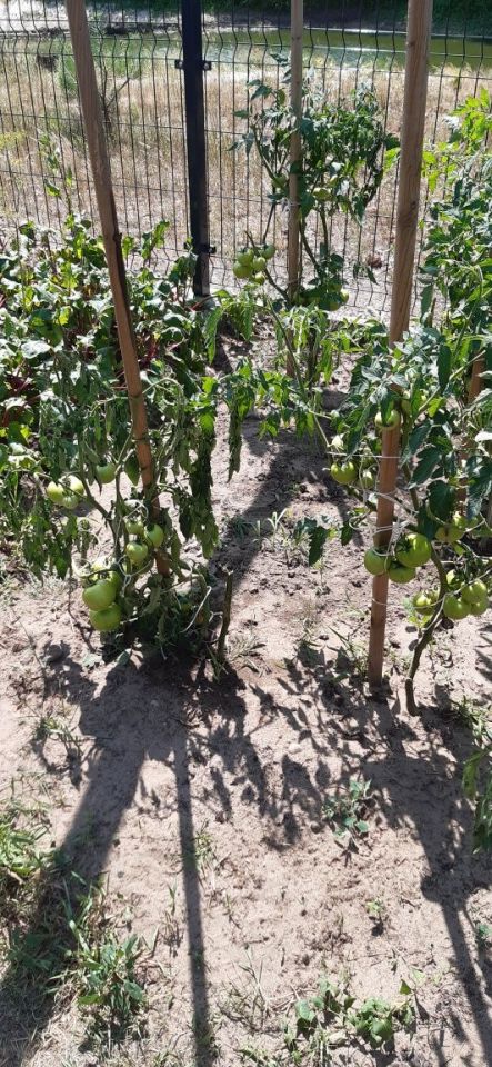 Działka budowlana Brody, ul. Wschodnia. Zdjęcie 6