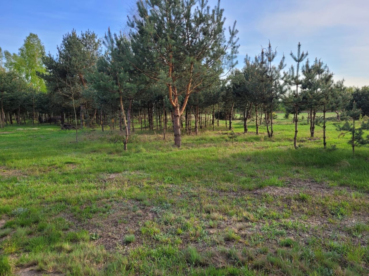 Działka budowlana Ludwinów. Zdjęcie 4