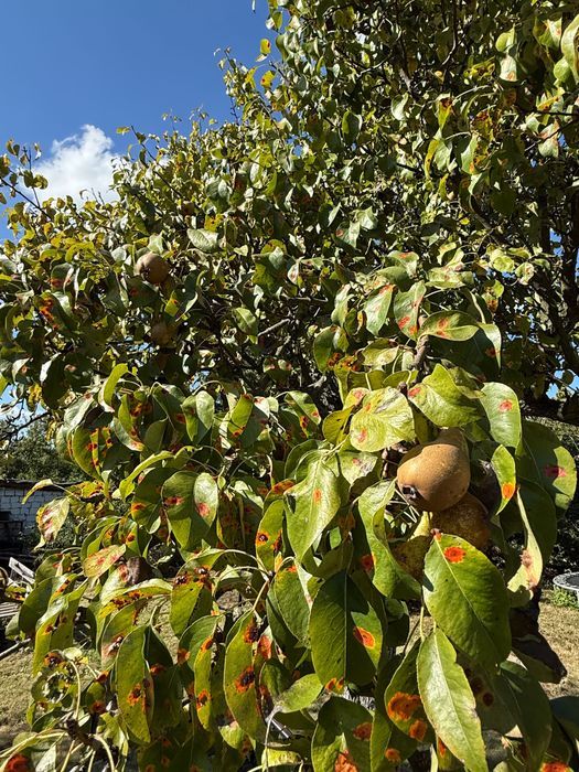 Działka rod Legnica. Zdjęcie 7