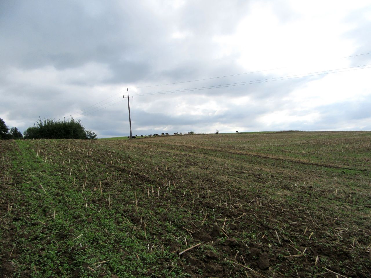 Działka rolna Strużyna. Zdjęcie 4