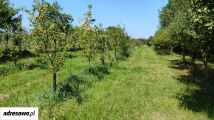 Działka rolno-budowlana Błeszno. Zdjęcie 3
