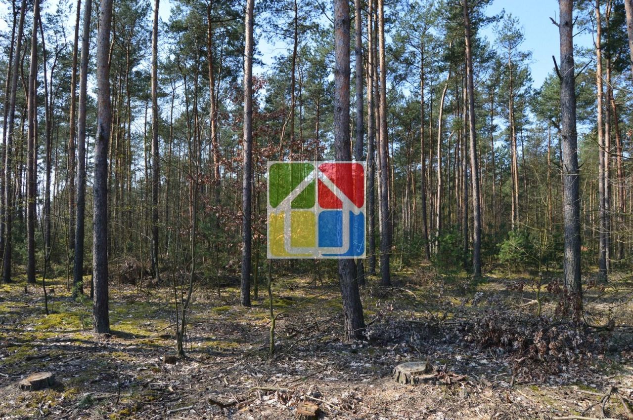 Działka leśna Kiełpieniec Mniszek. Zdjęcie 11