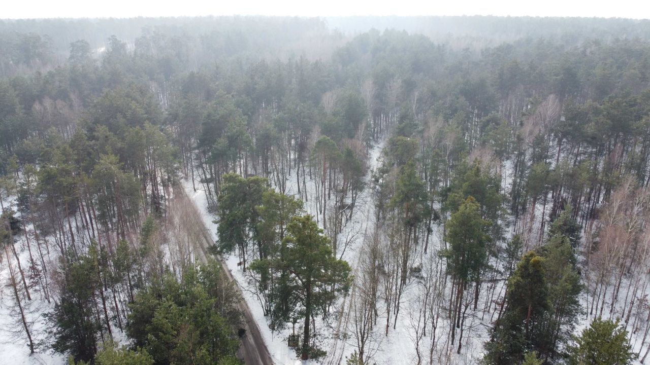 Działka leśna Nowy Staw. Zdjęcie 6