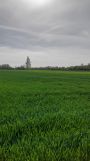 Działka rolno-budowlana Policzna, ul. Daleka. Zdjęcie 1