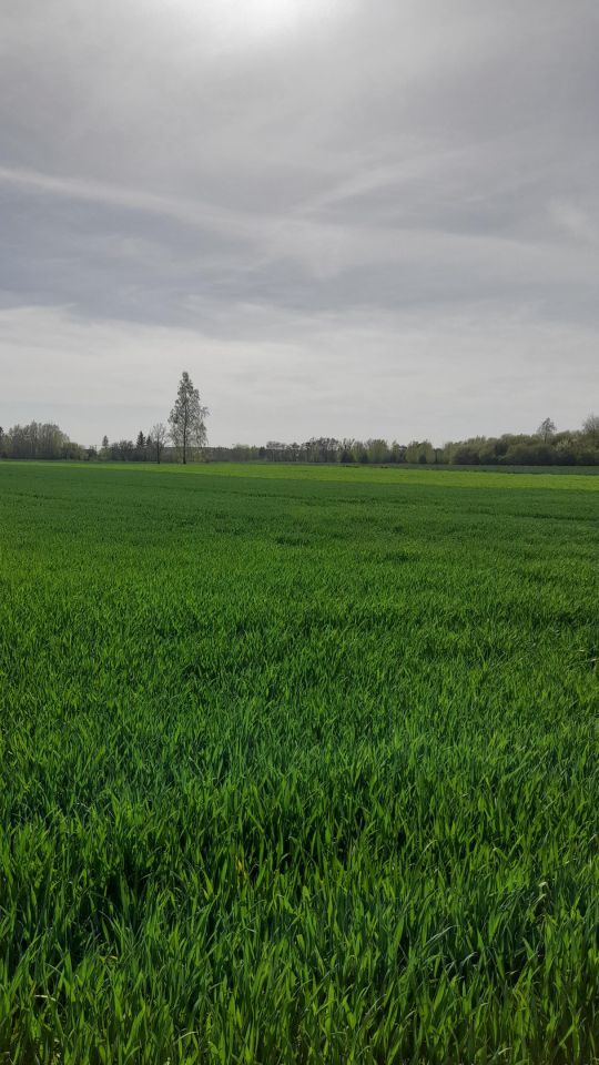Działka rolno-budowlana Policzna, ul. Daleka. Zdjęcie 2