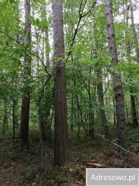 Działka leśna Korczówka. Zdjęcie 5