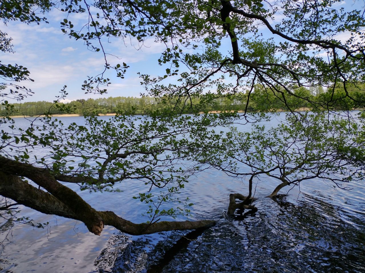 Działka rekreacyjna Jeleń. Zdjęcie 6