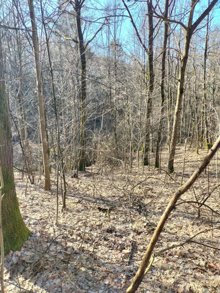 Działka leśna Brzezowa. Zdjęcie 2