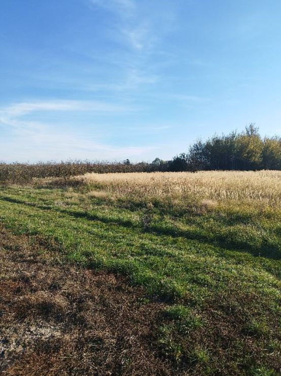 Działka rolna Nowa Wieś. Zdjęcie 5