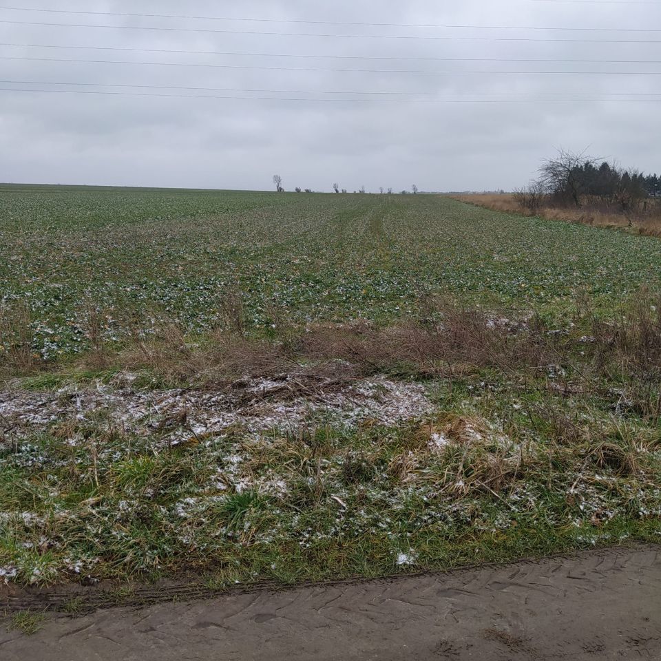 Działka siedliskowa Kulin. Zdjęcie 6