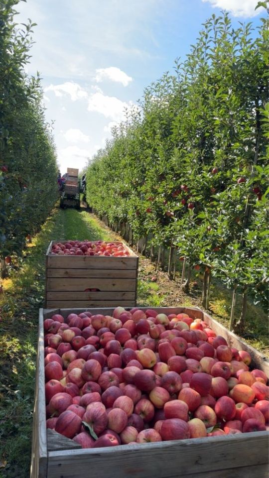 Działka rolna Gnieszowice. Zdjęcie 4