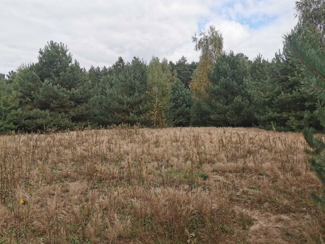 Działka rekreacyjna Mielinek. Zdjęcie 4