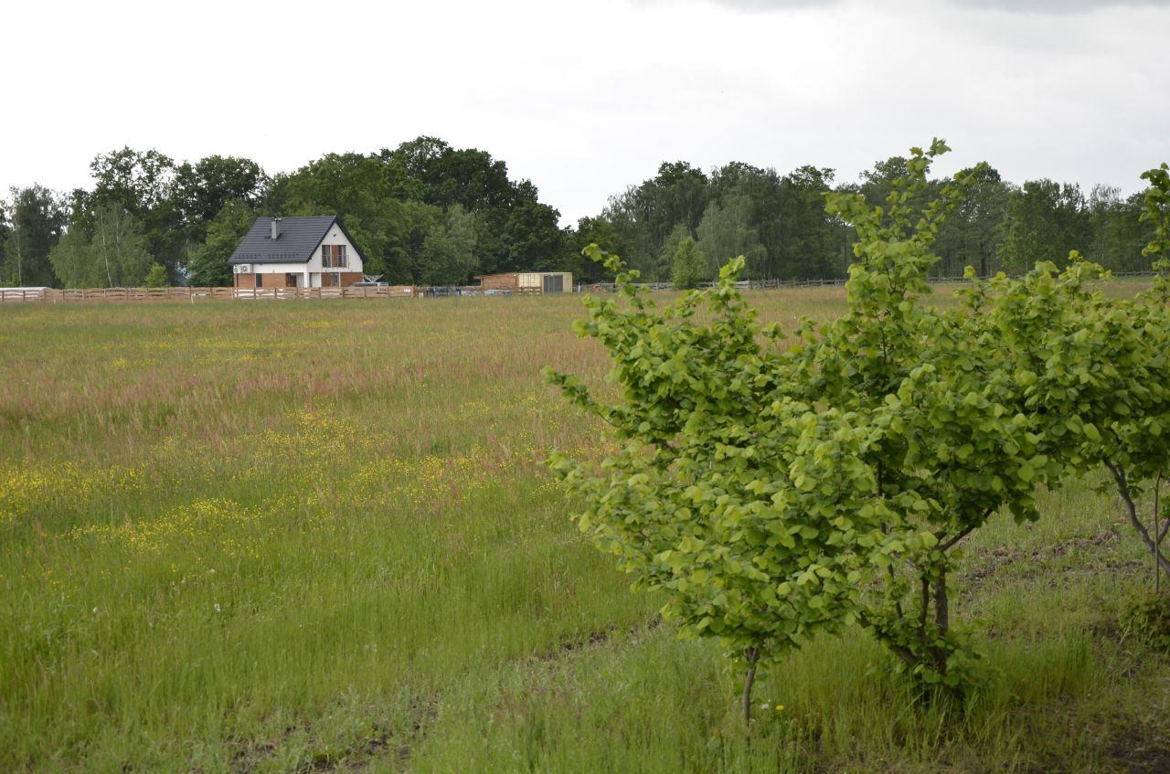Działka Budy Ciepielińskie, bez pośrednika 1382 m2 89 830 zł